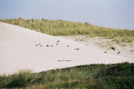 Langeoog Inselwanderung: Vogelwelt im Sand