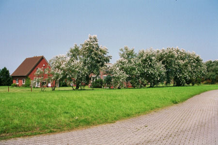 Langeoog Inselwanderung: Weisse Baumkronen an der Stoertebeker-Straße