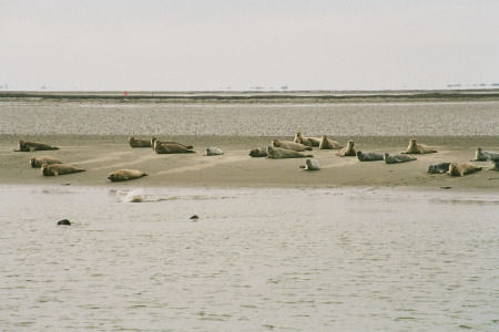 Langeoog - Seehundbänke - Seehunde noch näher im Sand