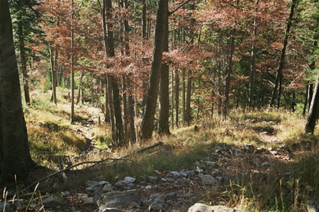 Wanderung 122 Großer Traithen: Herbstwald