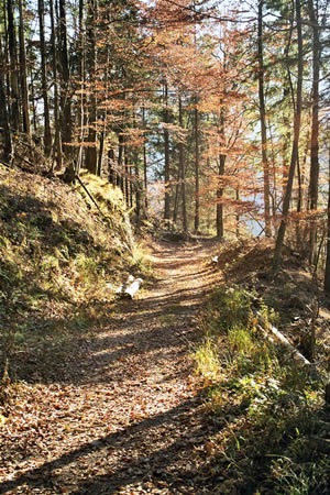 Wanderung 122 Großer Traithen: Breiter Waldweg