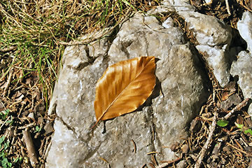 Wanderung 118 Rauschberg: Ein braunes, verwelktes Blatt auf einsamen Stein