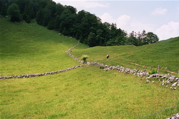 Wanderung 128 Vorderkaiserfeldenhütte: Weg neben der Steinmauer bei der Ritzaualm