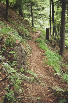 Wanderung 128 Vorderkaiserfeldenhütte: Waldsteig nach der Ritzaualm