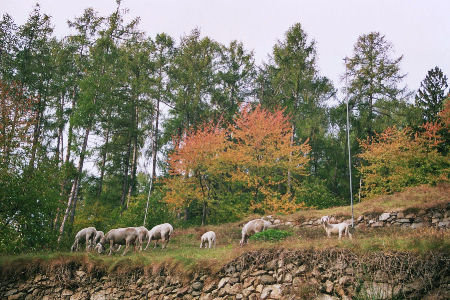 Wanderung 129 Vernuer: Friedliche Schafe nahe dem Riffianer Waalweg