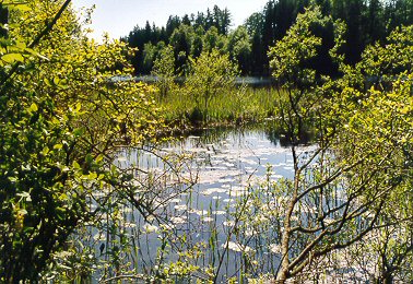 Wanderung 116 Eggstätt-Hemhof-Seenplatte: Reizvolle Uferlandschaft am Langbürgner See