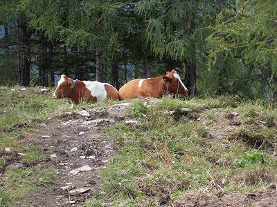 Wanderung Hoher Göll: Glückliche Kühe