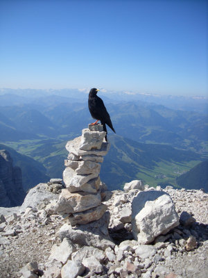 Wanderung Loferer Steinberge: Dohle am Gipfel